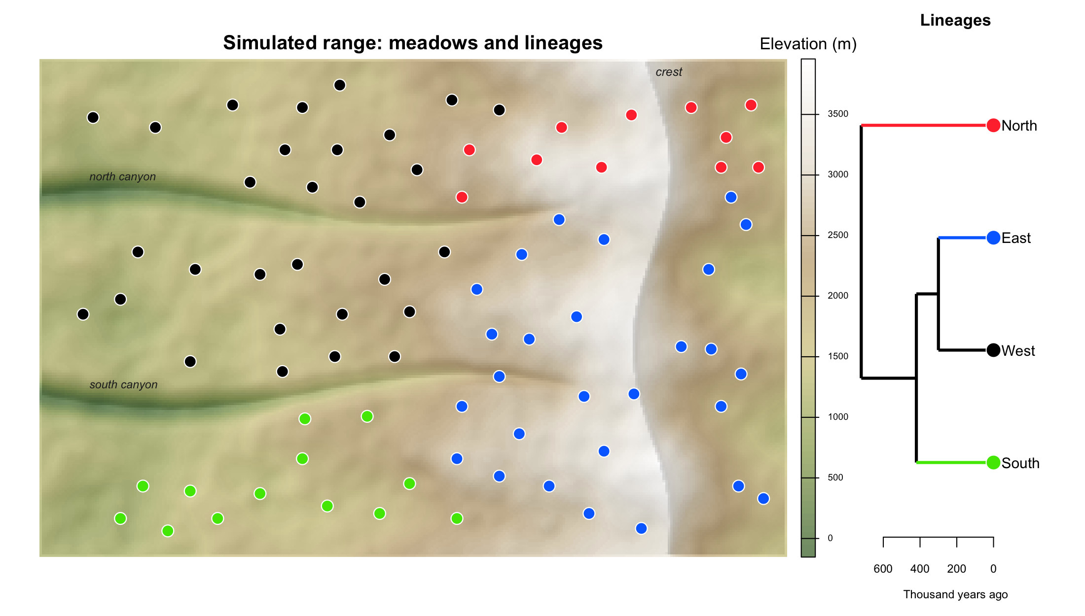 The simulated example: 80 meadows in four lineages on a range that rises from west to east